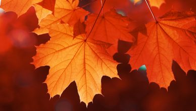 秋の「紅葉」を英語で説明してみよう！秋の風物詩について話すために役立つフレーズ集