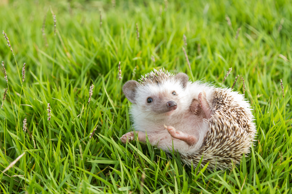 肉球って英語でいえる 動物と触れ合うときの英語表現を学ぼう かわいい動物フォトつき English Lab イングリッシュラボ レアジョブ英会話が発信する英語サイト