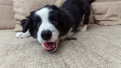 動物の鳴き声や吠える声の英語表現ー犬猫鳥の小動物からライオンなどの大型動物まで