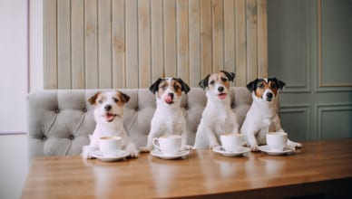 肉球って英語でいえる？動物と触れ合うときの英語表現を学ぼう＜かわいい動物フォトつき＞