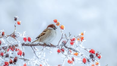 「秋分」「立冬」を英語で言うと？日本の伝統的な季節を外国人に教えてあげよう