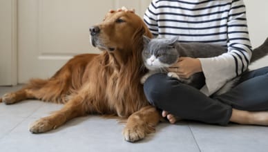 「猫舌」を英語で言うと？猫と犬を使った英会話表現