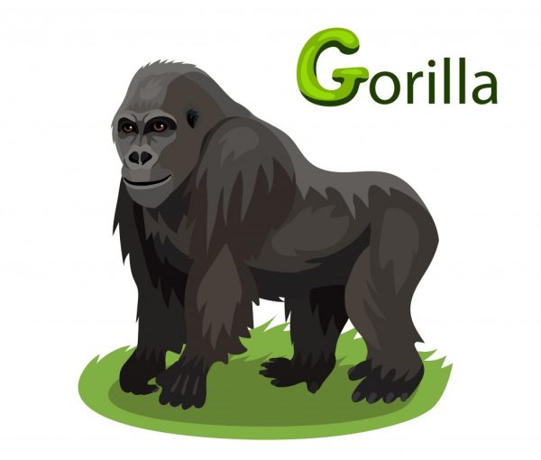 pronunciation_gorilla