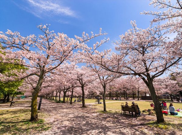 cherryblossom_viewing_04