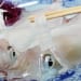 「イカ」は英語で何という？「squid」だけじゃない！イカの呼び方と違いを解説！